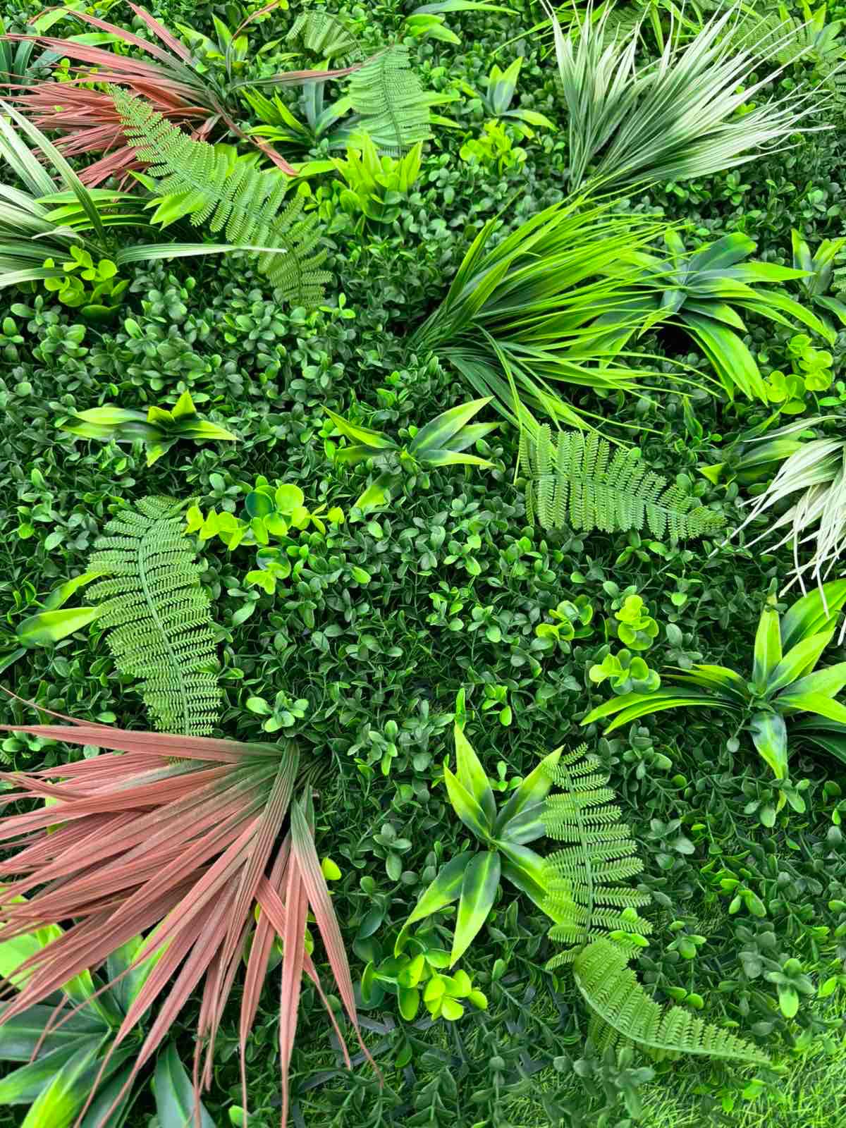 Dekorativno Zelenilo Alba - Image 2