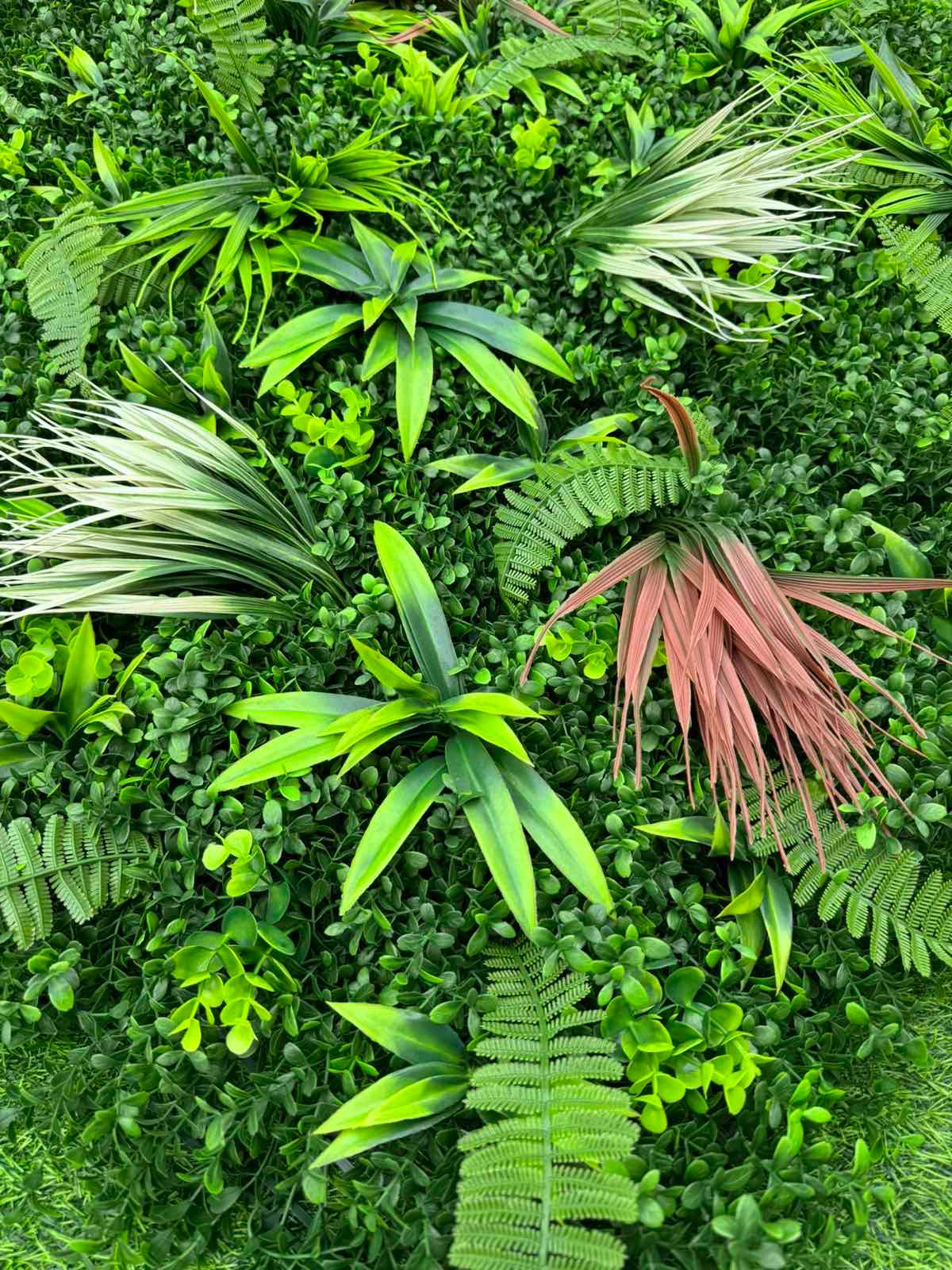 Dekorativno Zelenilo Alba - Image 3