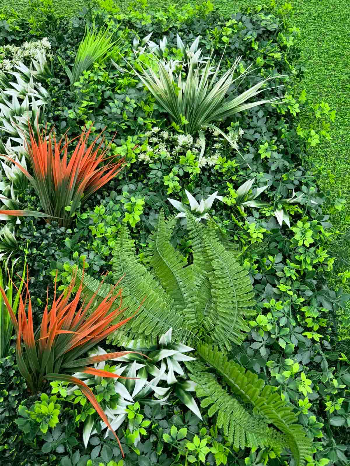 Dekorativno Zelenilo Pratum – Tropsko Dekorativno Zelenilo za Enterijer i Eksterijer - Image 2