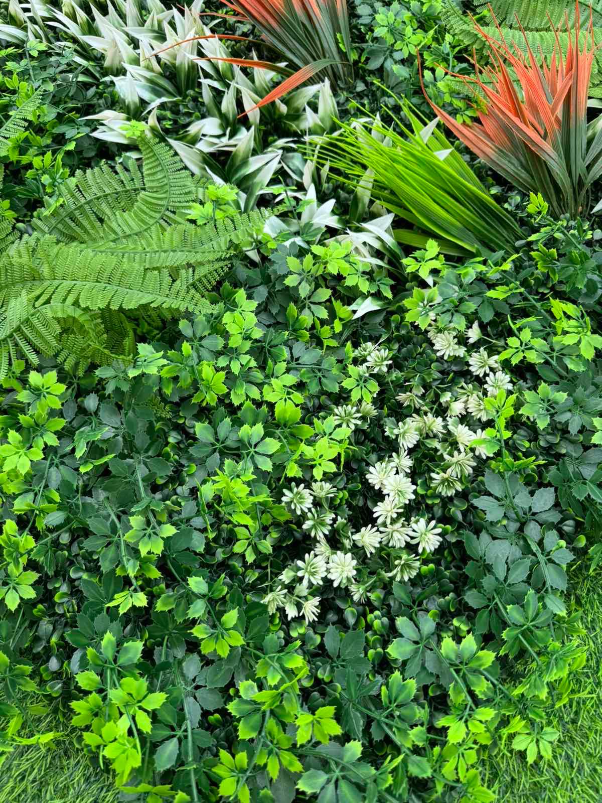 Dekorativno Zelenilo Pratum – Tropsko Dekorativno Zelenilo za Enterijer i Eksterijer - Image 3